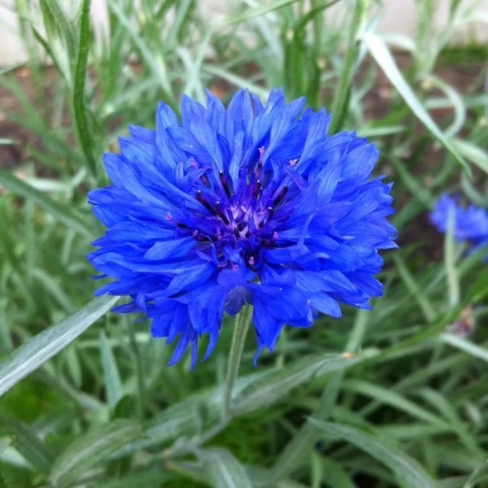 Blåklint 'Blue Ball', blå