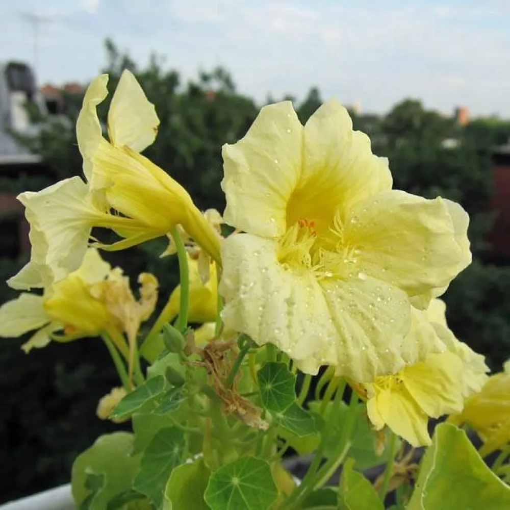 Krasse 'Moon Gleam'