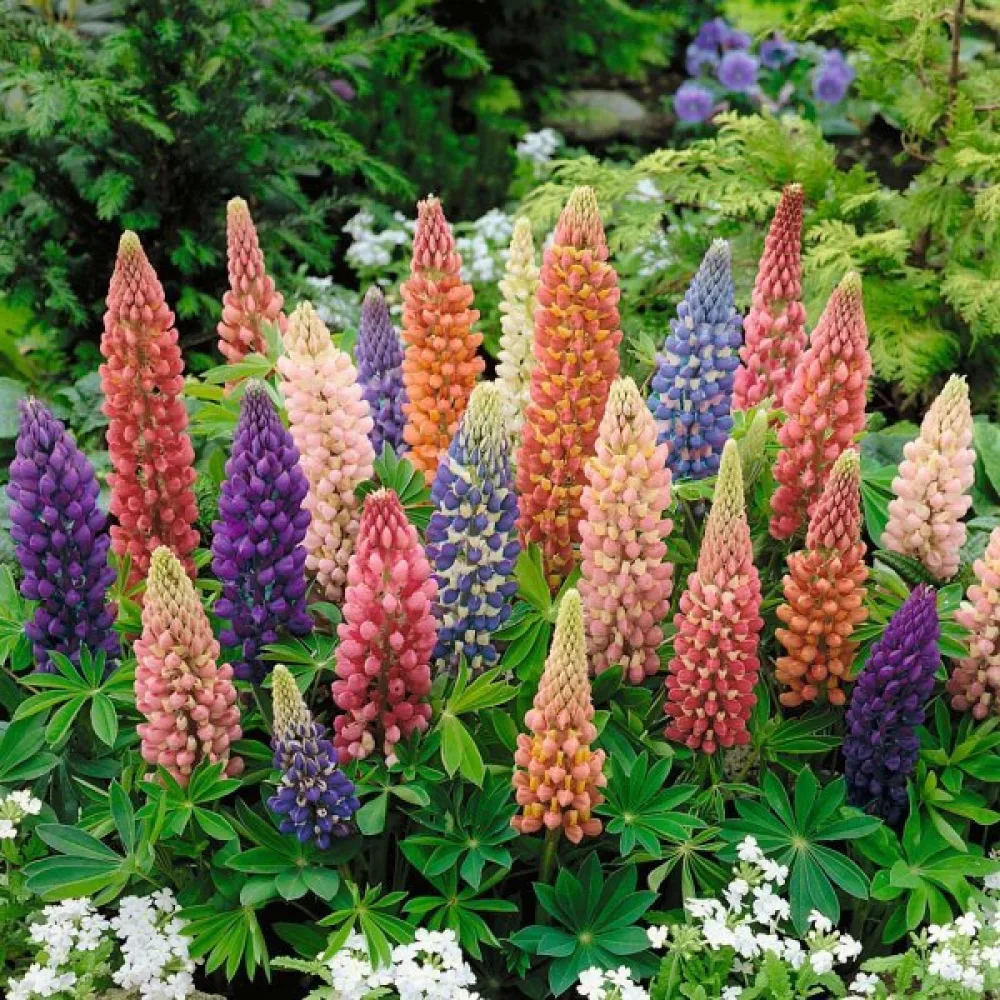 Lupin 'Minarette' – mix