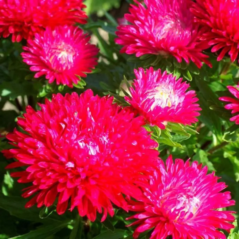 Sommaraster 'Ostrich Plume' – purpurröd
