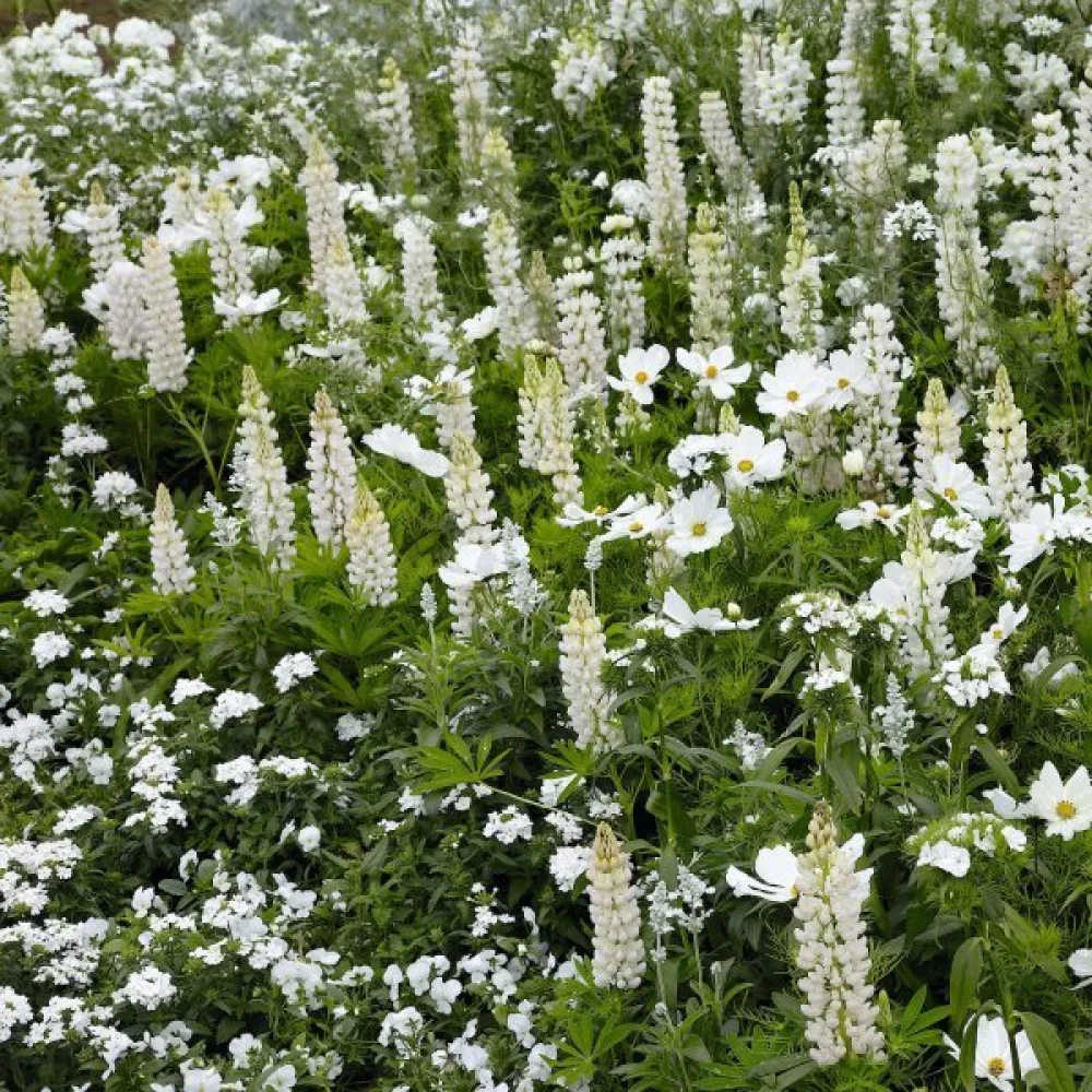 Lupin 'Fraulein' vit