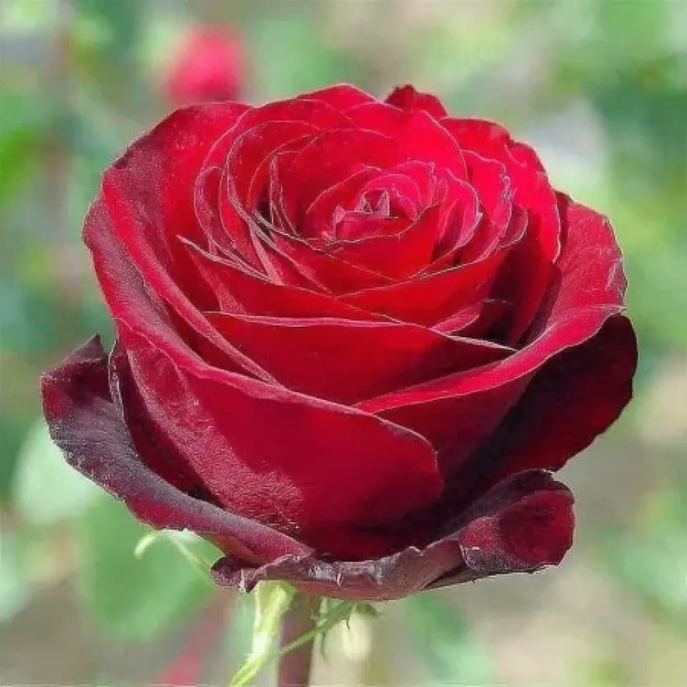 Ros 'Ruby Eternity Rose' – barrotad
