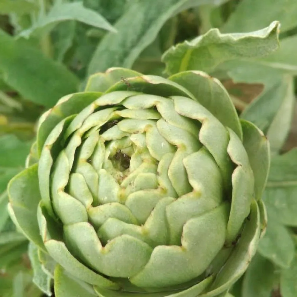 Kronärtskocka 'Gros Vert de Laon'