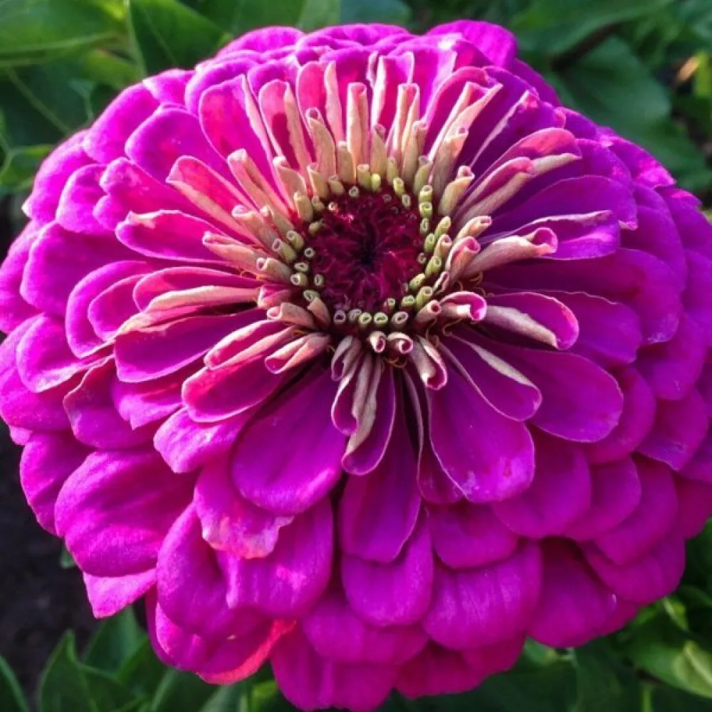 Zinnia 'Violet Queen'