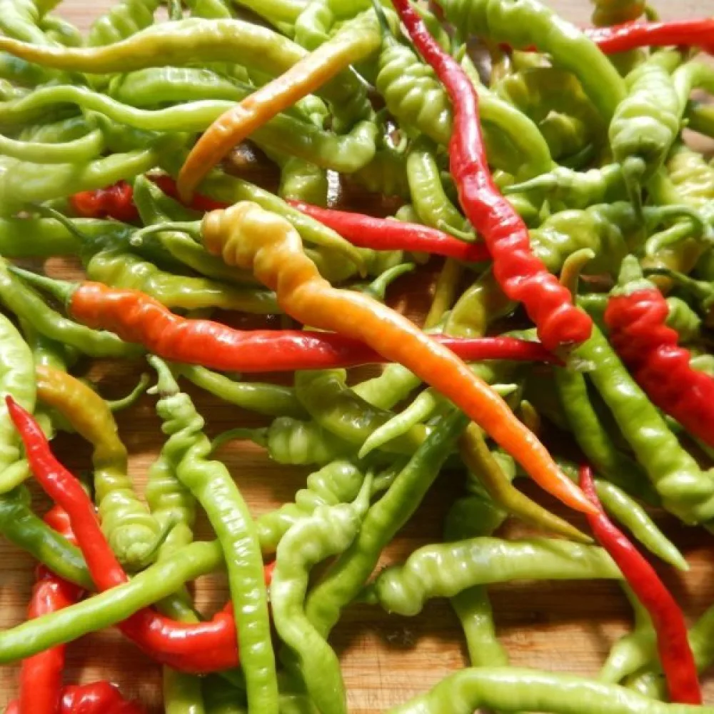 Paprika 'Sigaretta di Bergamo'