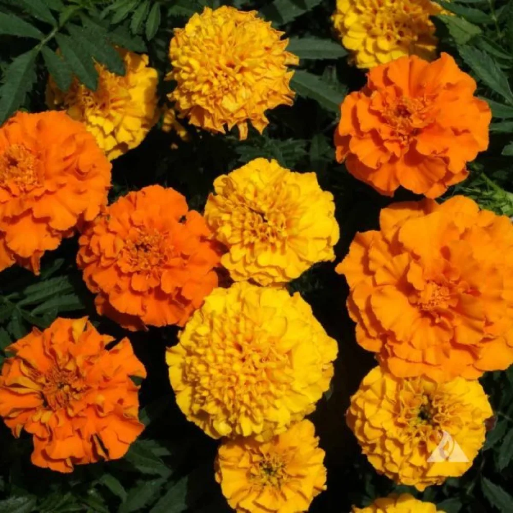 Fransk tagetes 'Petite', blandning