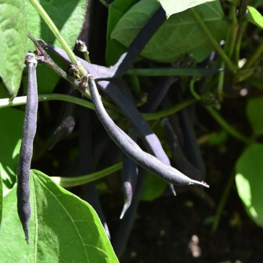 Trädgårdsböna 'Purple Queen'