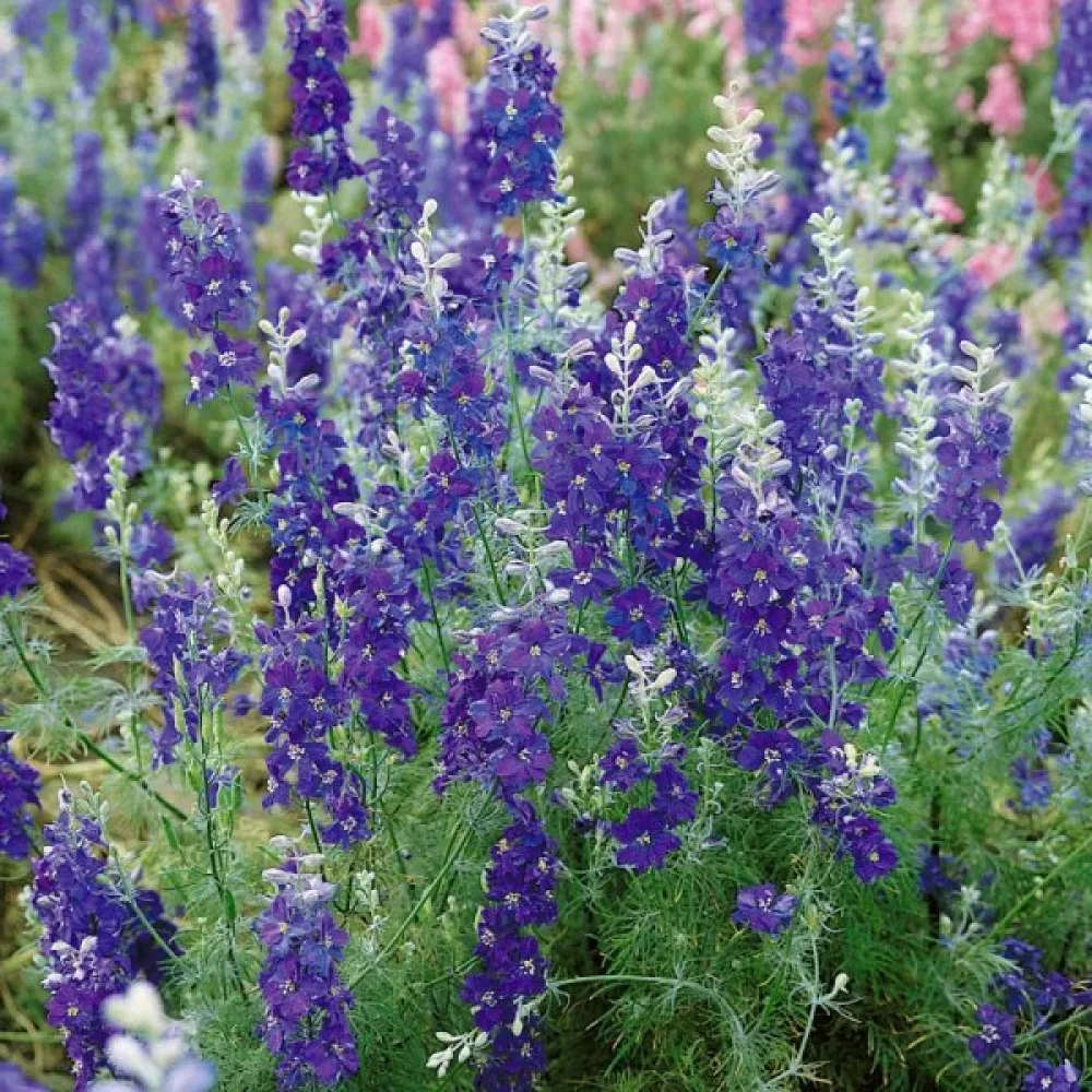 Sommarriddarsporre 'Blue Spire' – mörkblå