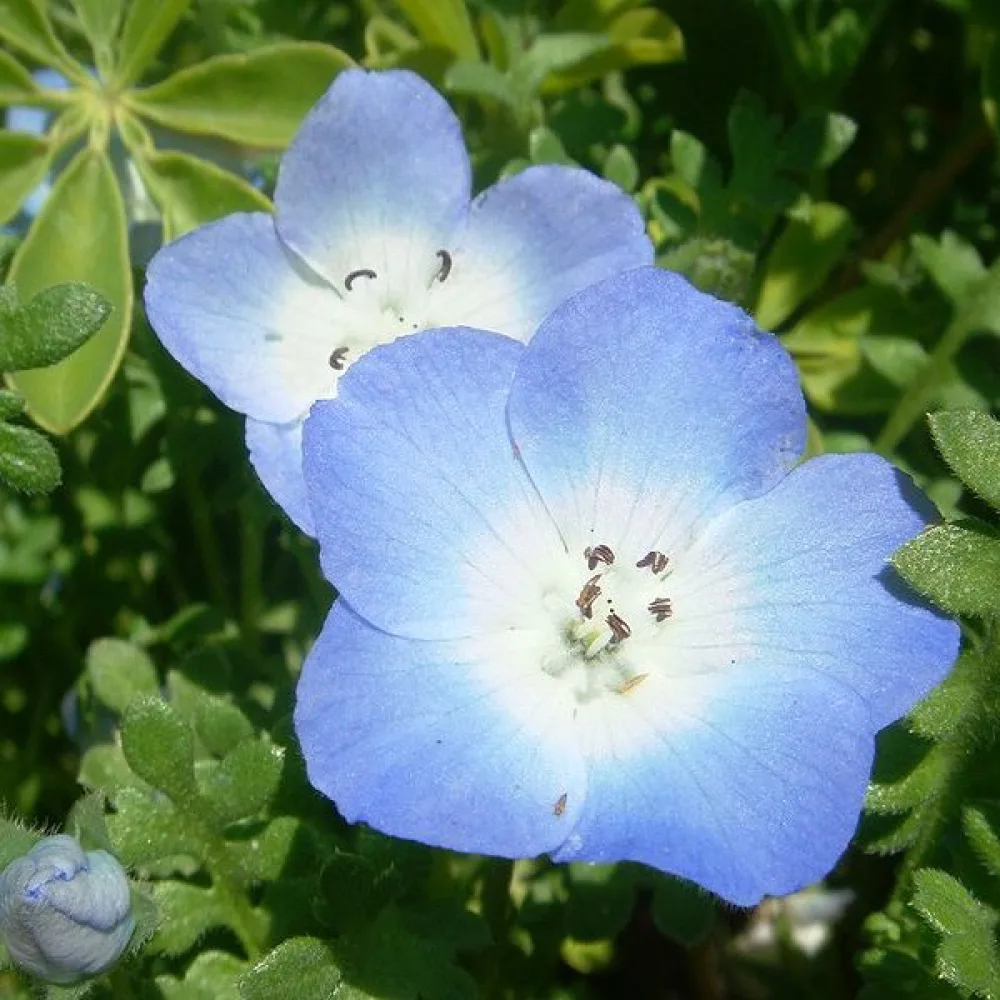 Nemophila – blå