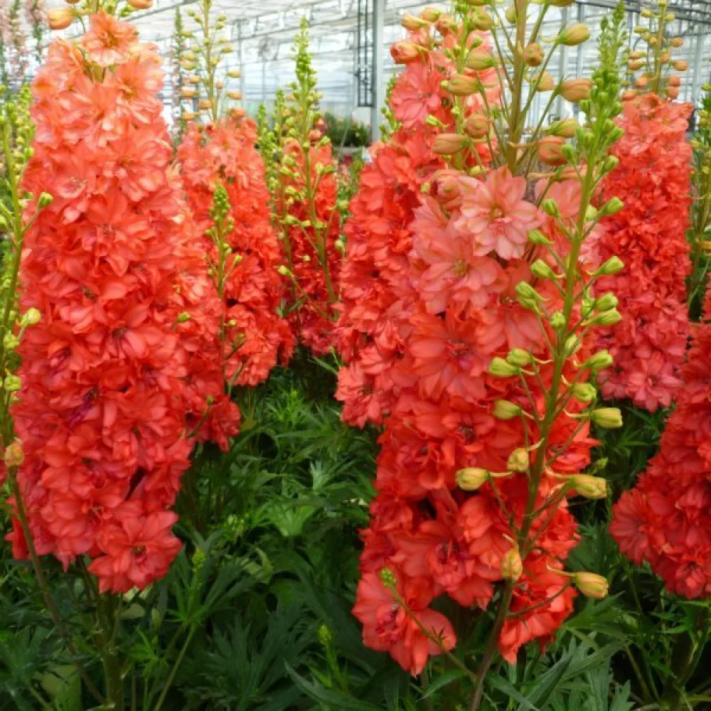 Sommarriddarsporre 'Salmon Beauty' – laxrosa