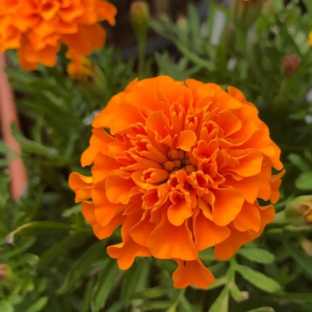 Fransk tagetes 'Boy Orange'