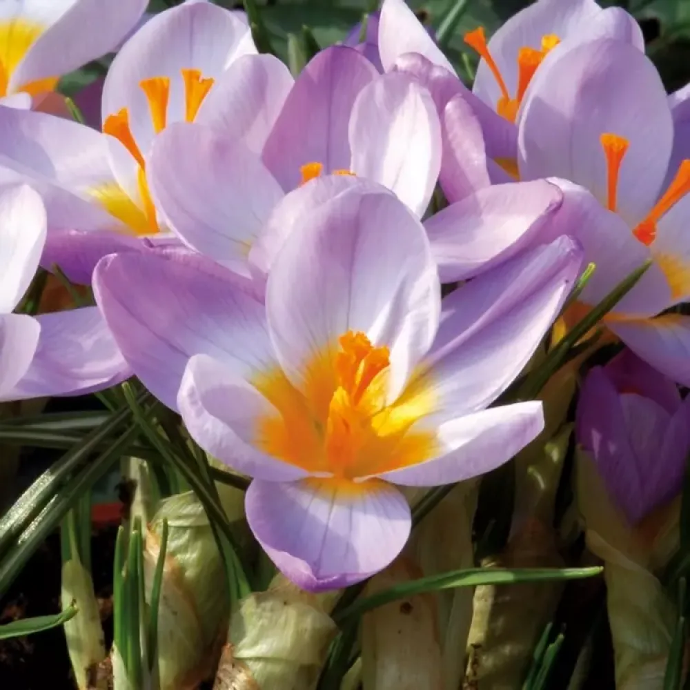 Krokus 'Firefly'