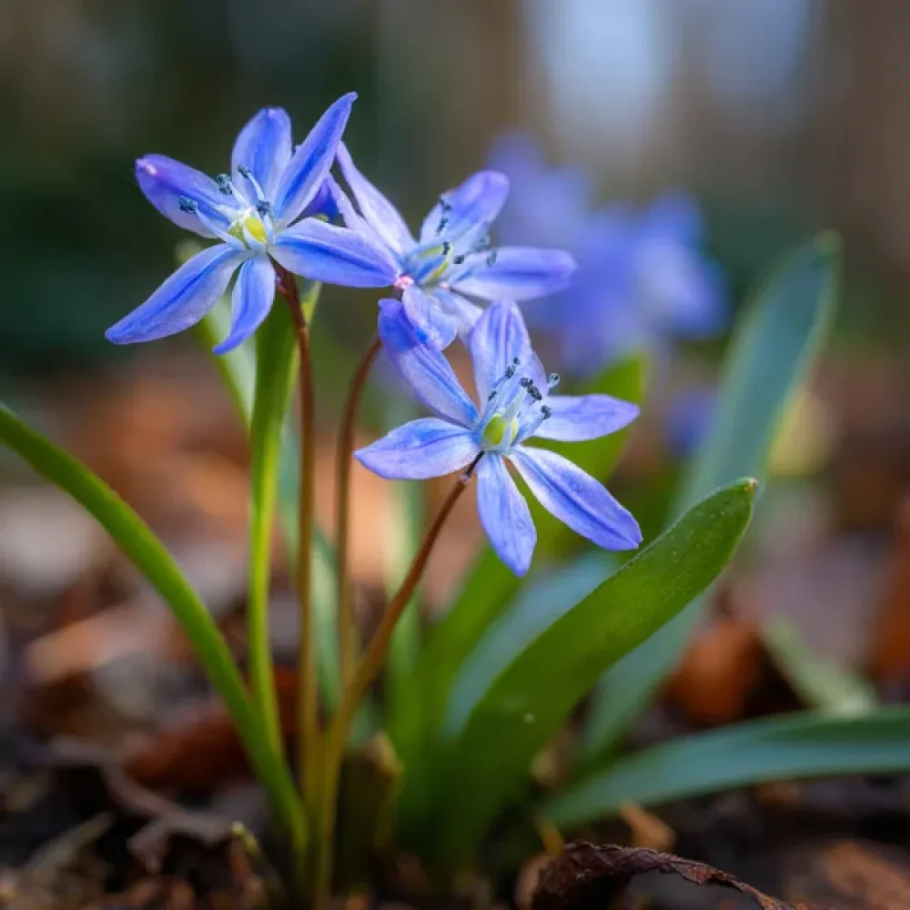 Tidig blåstjärna Scilla bifolia 'Blue'