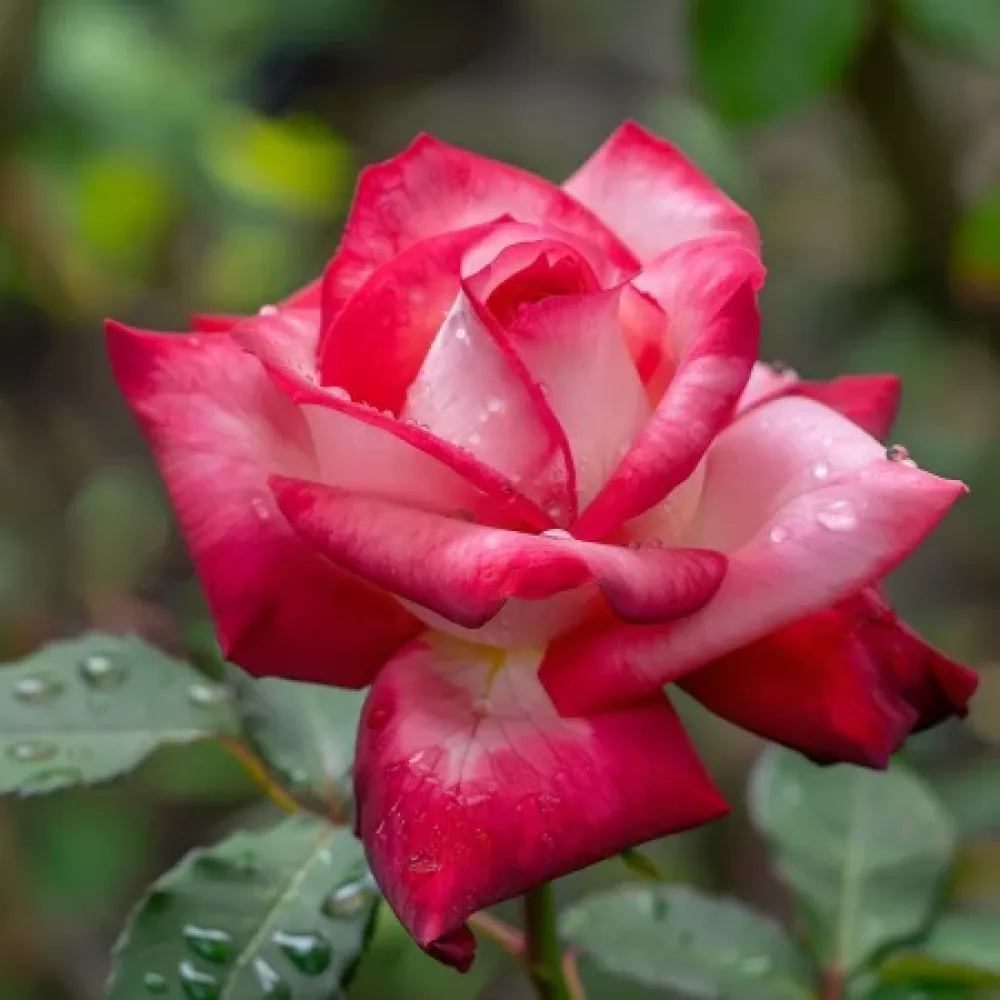 Ros 'Summer Melody' – barrotad