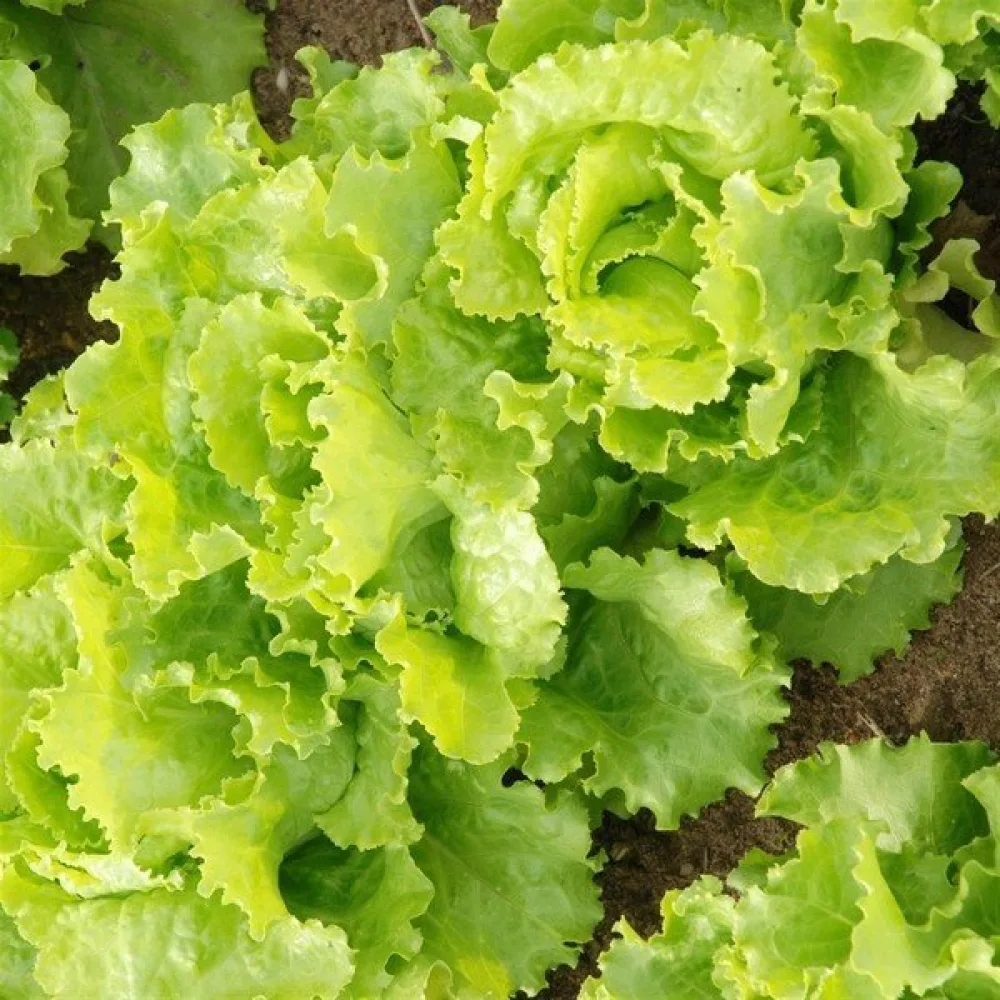 Isbergssallat 'Batavia'