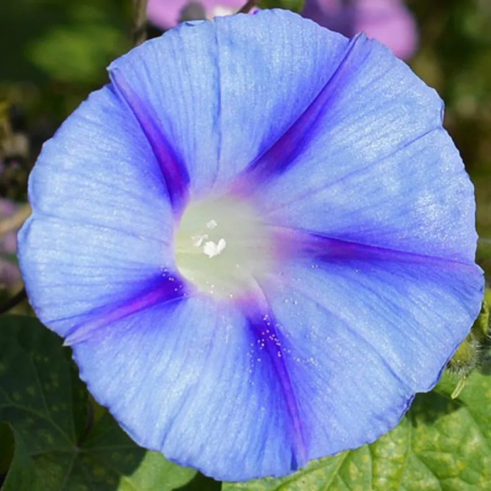 Purpurvinda 'Caprice'