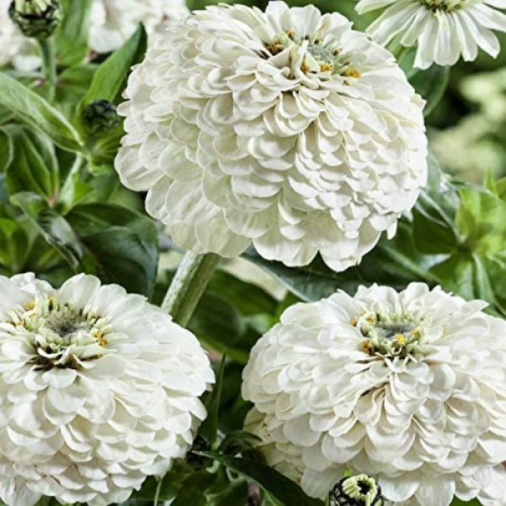 Zinnia 'Polar Bear'