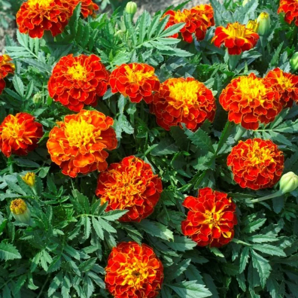 Fransk tagetes 'Red Cherry'