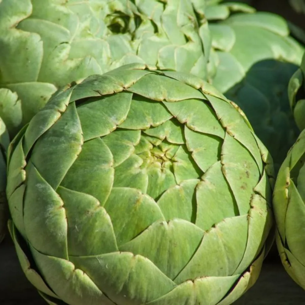 Kronärtskocka 'Gros Vert de Laon'