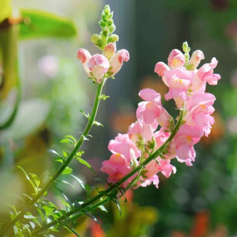 Lejongap 'Appleblossom'