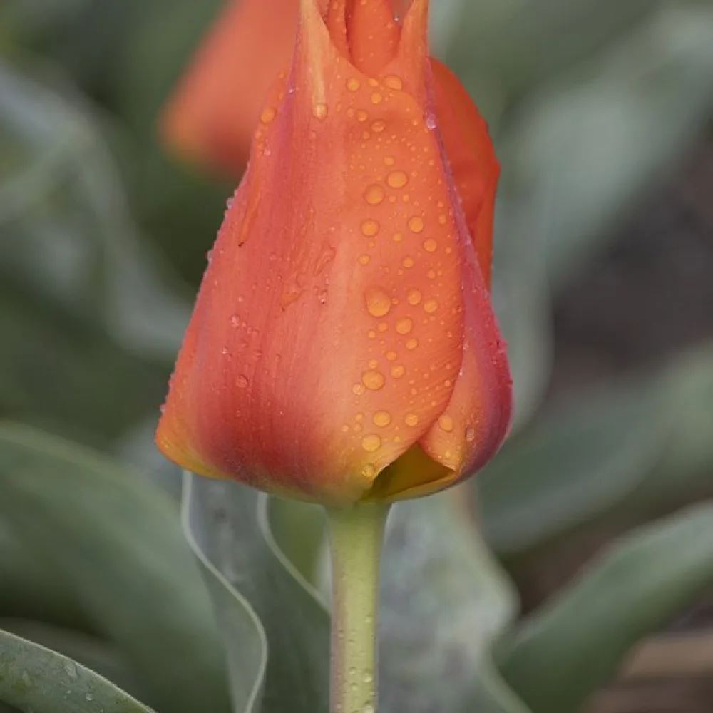 Tulpan 'Miramare'