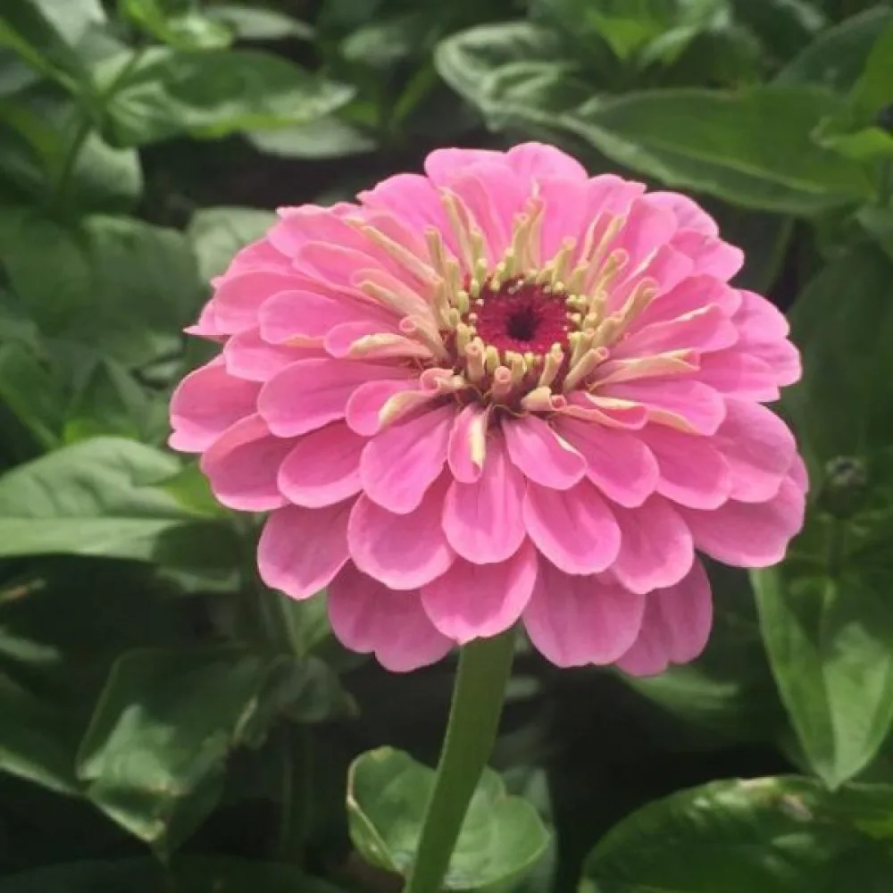 Zinnia 'Super Yoga'