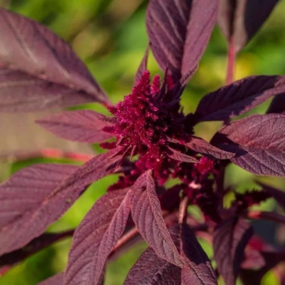 Amarant 'Red Garnet'