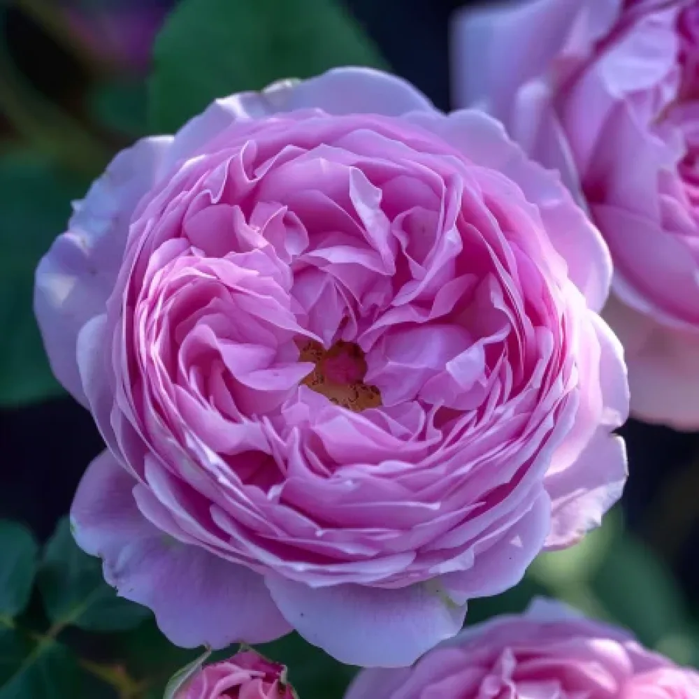Ros 'Pink Magic' – barrotad