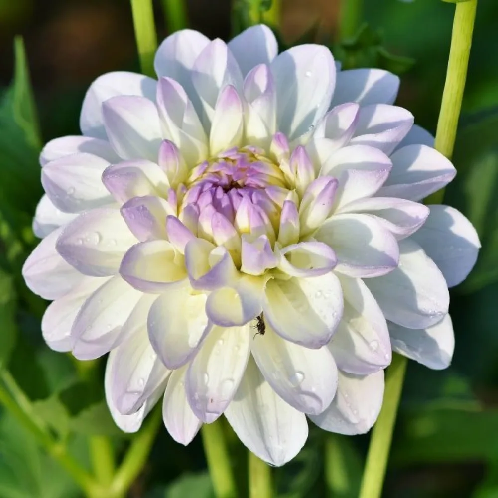 Lågväxande dahlia 'Figaro' – blandning