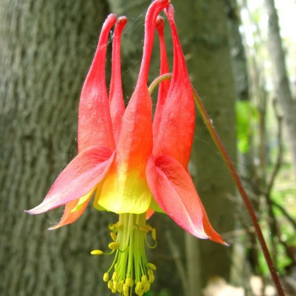 Akleja Aquilegia canadensis – rödgul