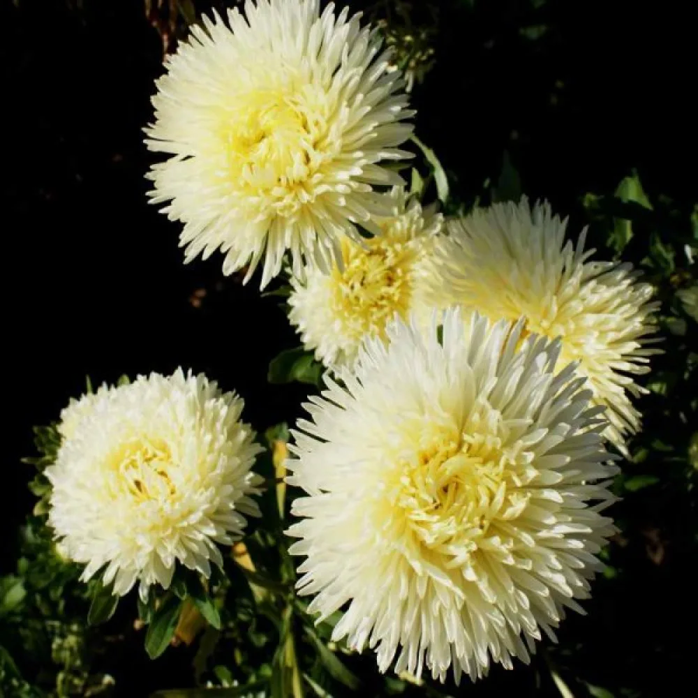 Sommaraster pionblommig – krämgul