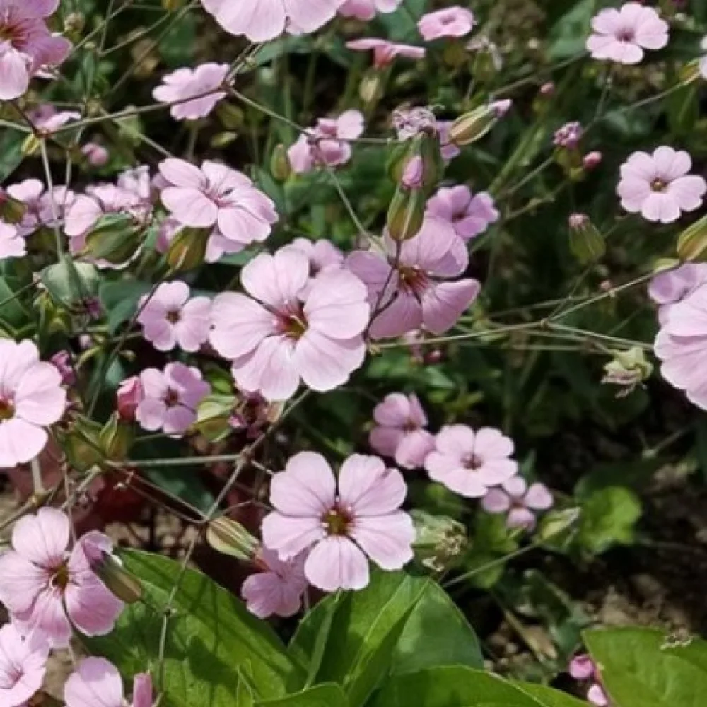 Kovete, vit och rosa blandning