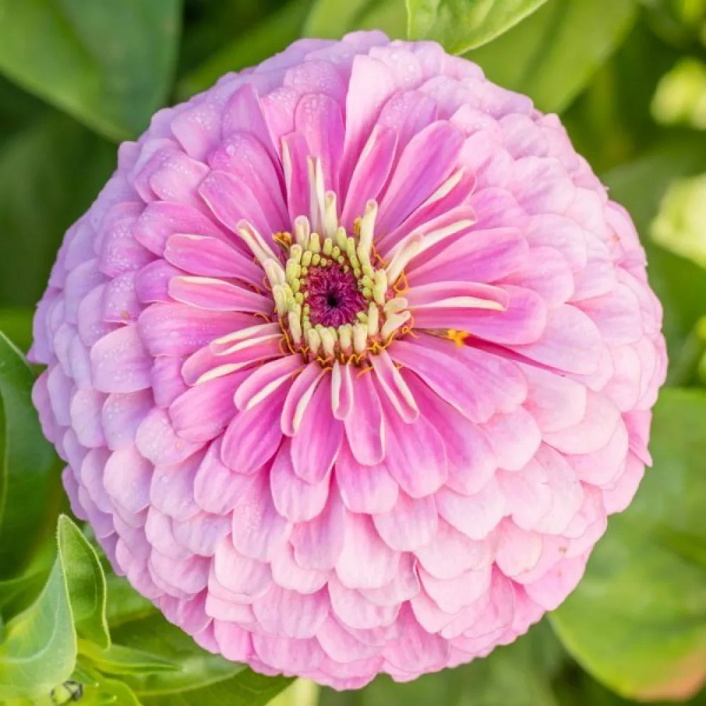 Zinnia 'Luminosa'