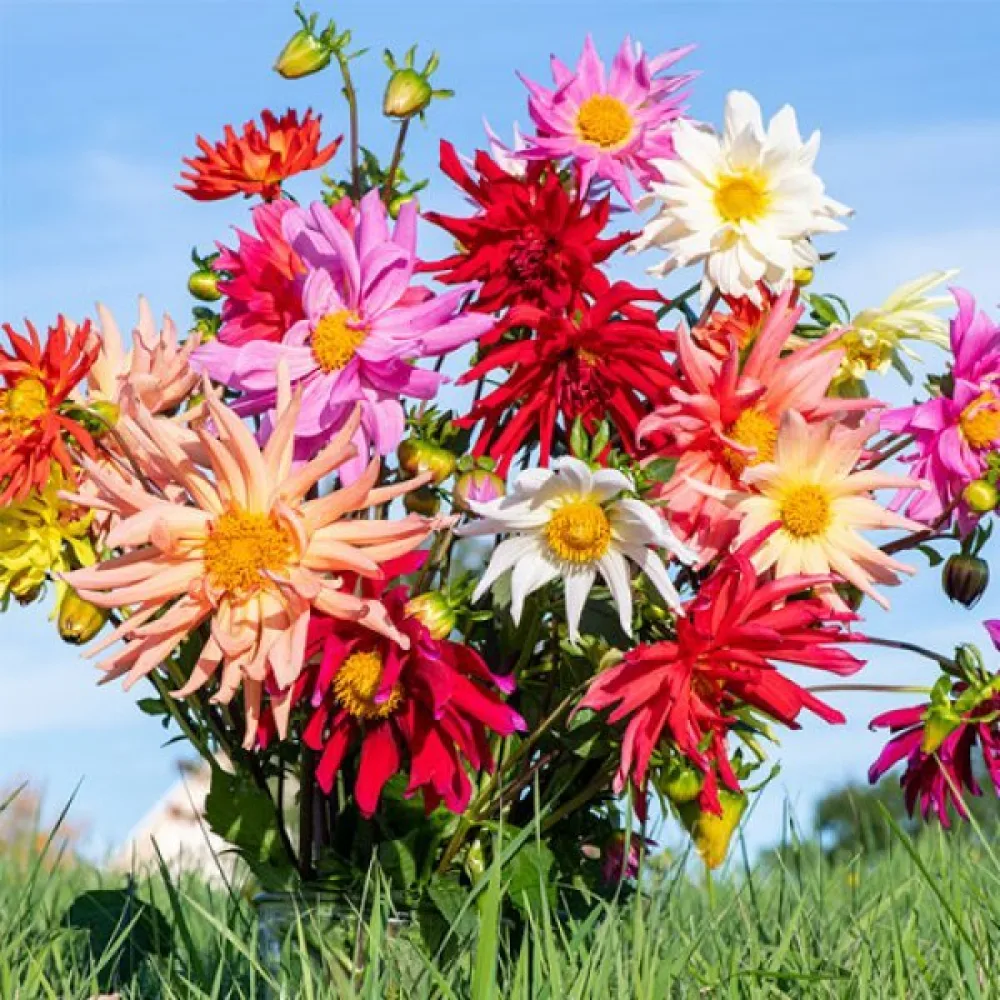 Hög dahlia 'Cactus' – mix