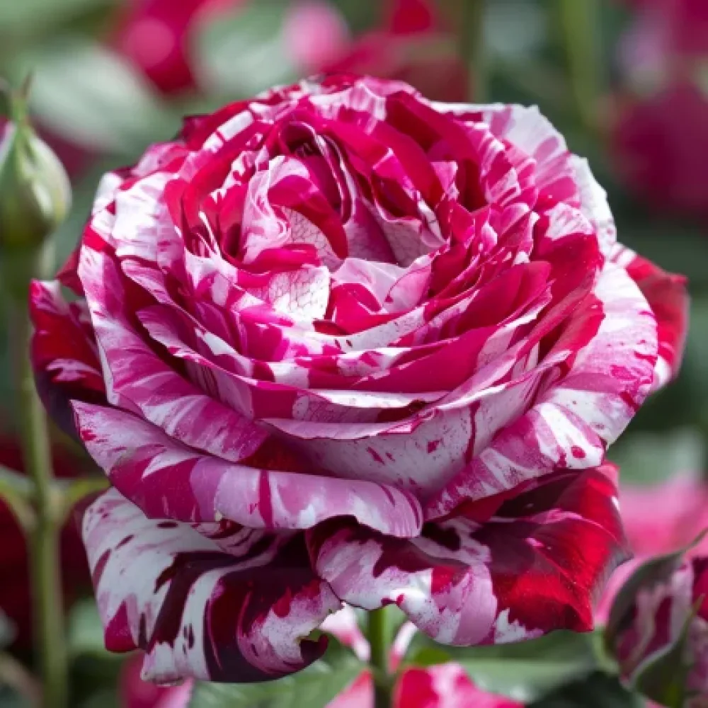 Ros 'Magenta Dream' – barrotad