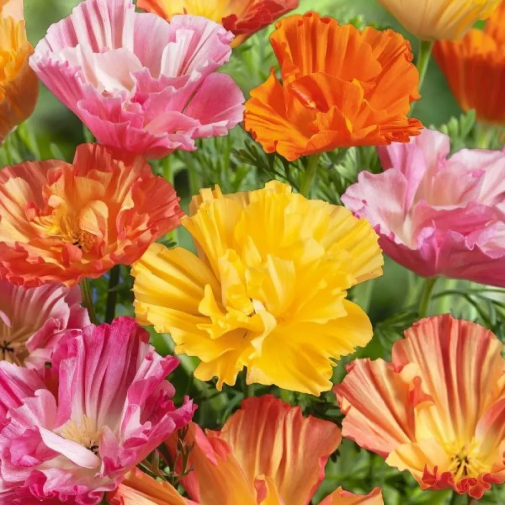 Sömntuta 'Ballerina', mix