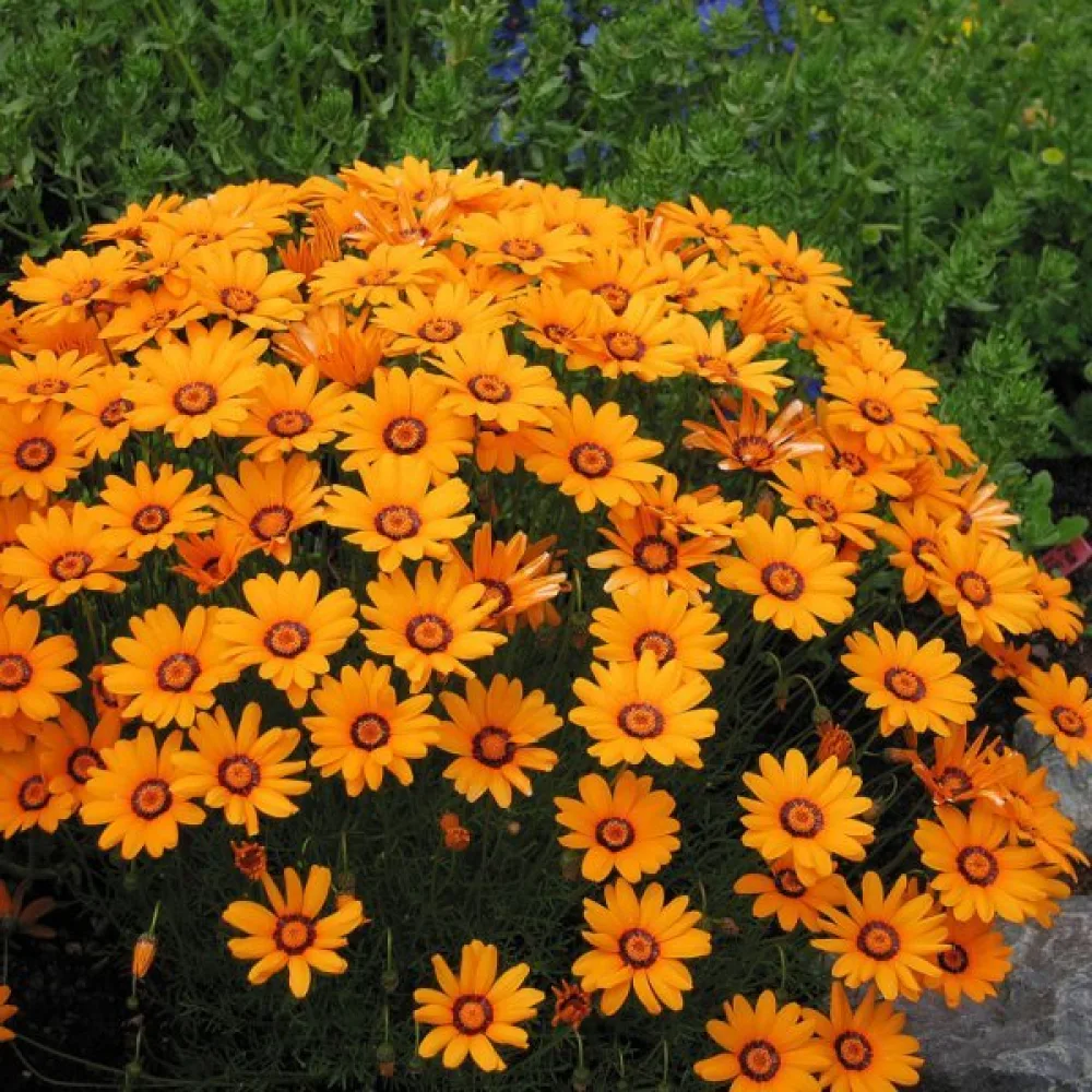 Ursinia, orange