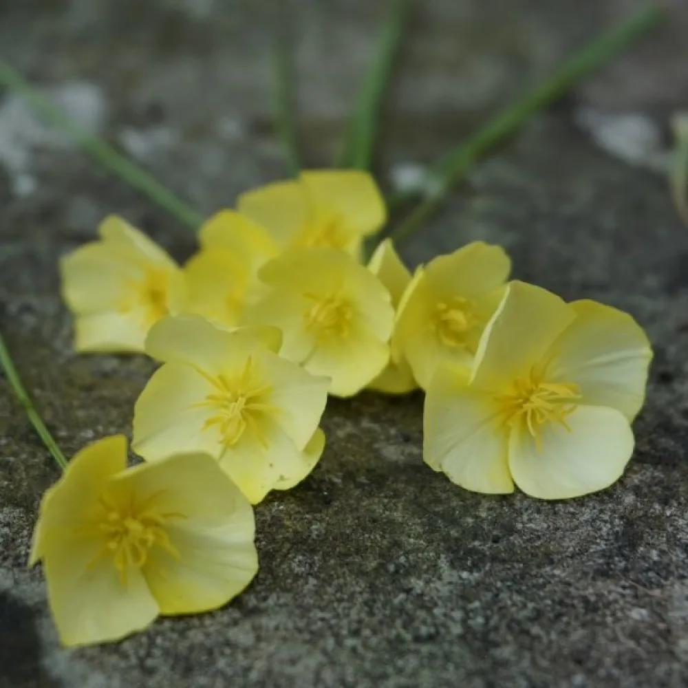 Sömntuta 'Sandew', citrongul