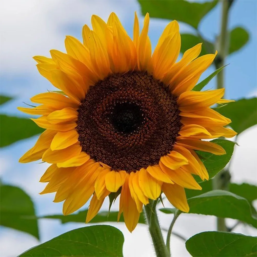 Solros 'Yellow Giant'