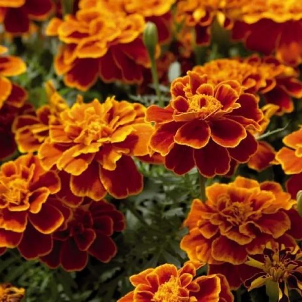 Fransk tagetes 'Scarlet Sophia'