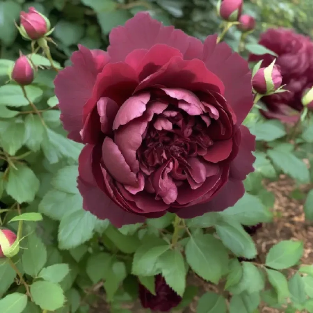 Ros 'Dark Ambrosia' – barrotad