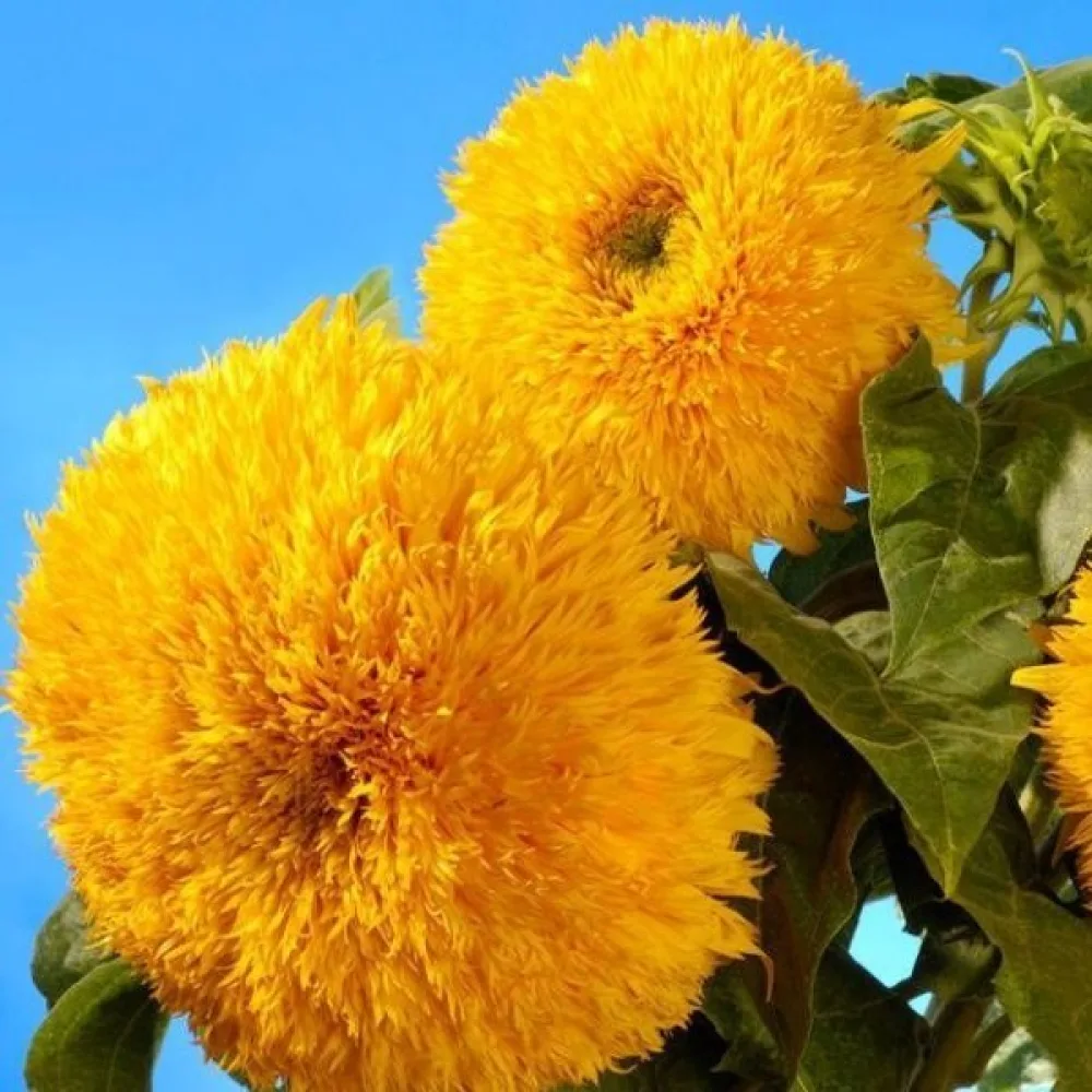 Solros 'Tall Sungold'