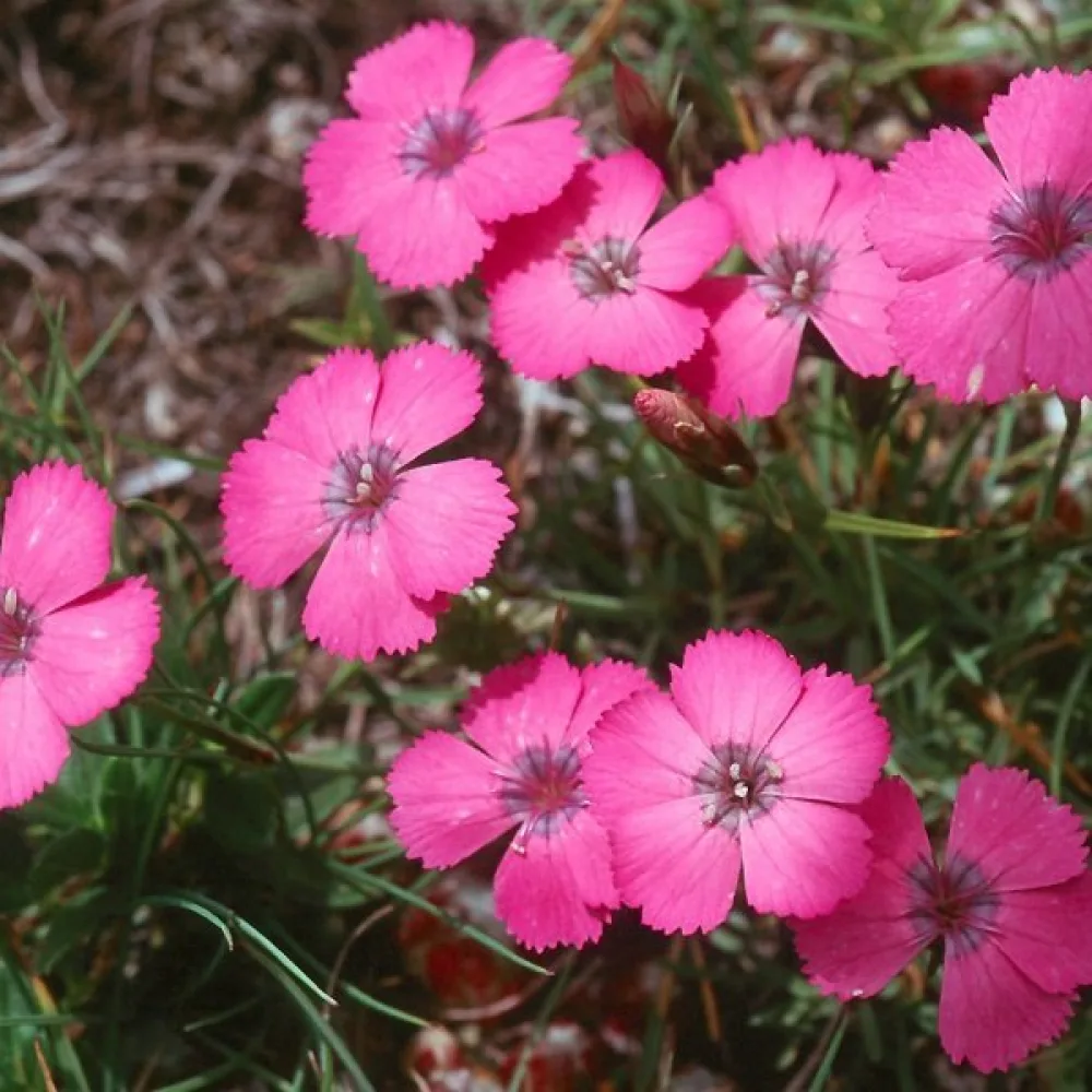 Nejlika Dianthus pavonius – lilaröd