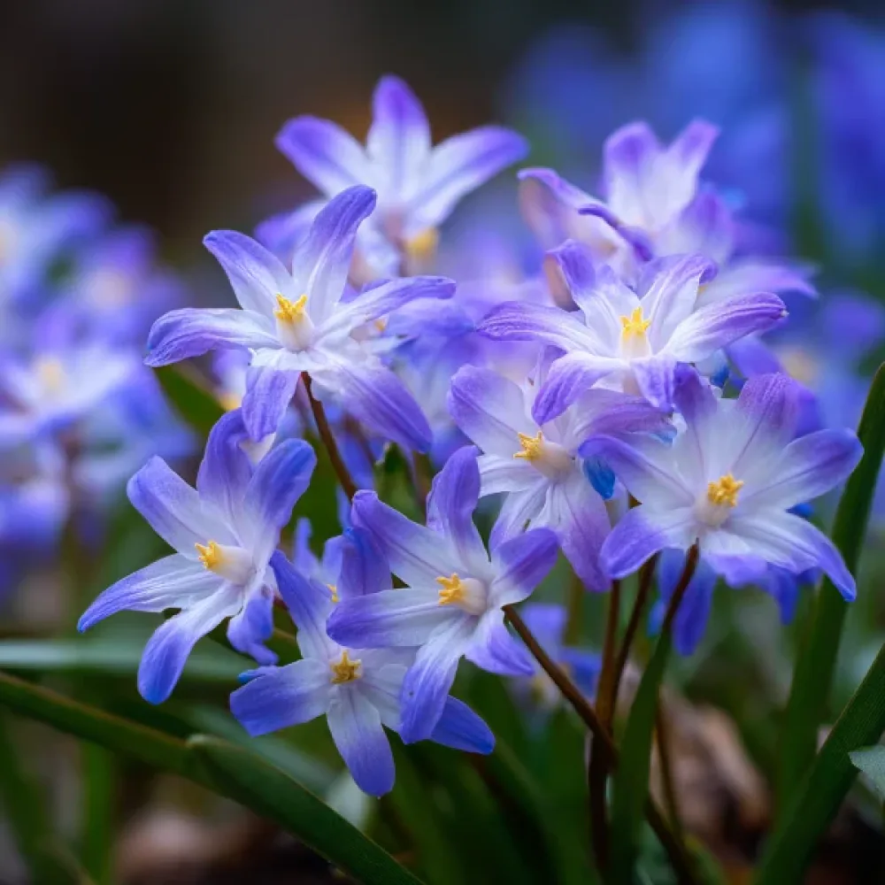 Vårstjärna Chionodoxa forbesii
