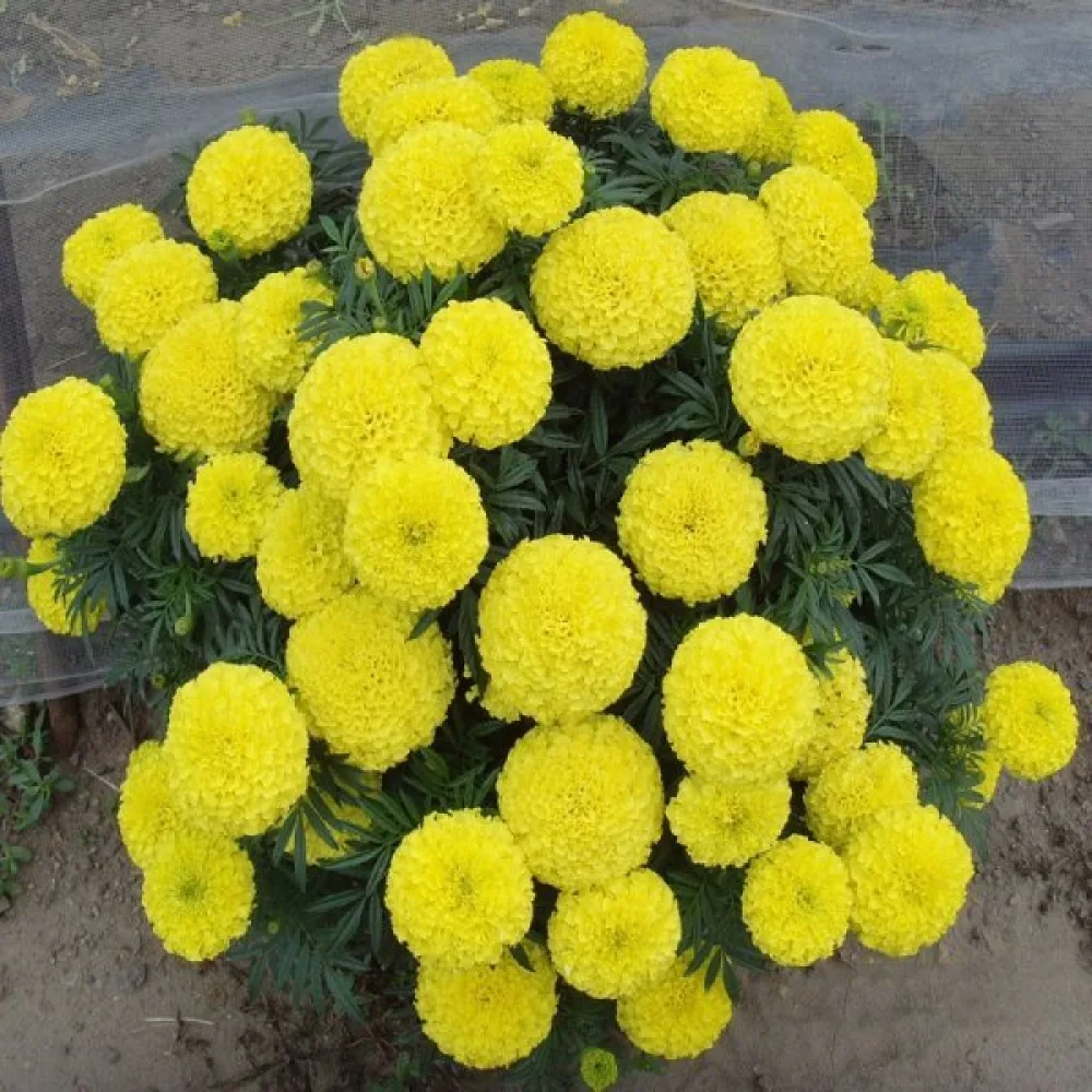 Afrikansk tagetes 'Sierra Gold'
