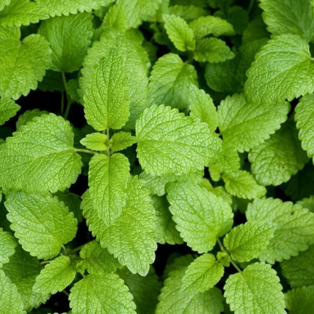 Citronmeliss