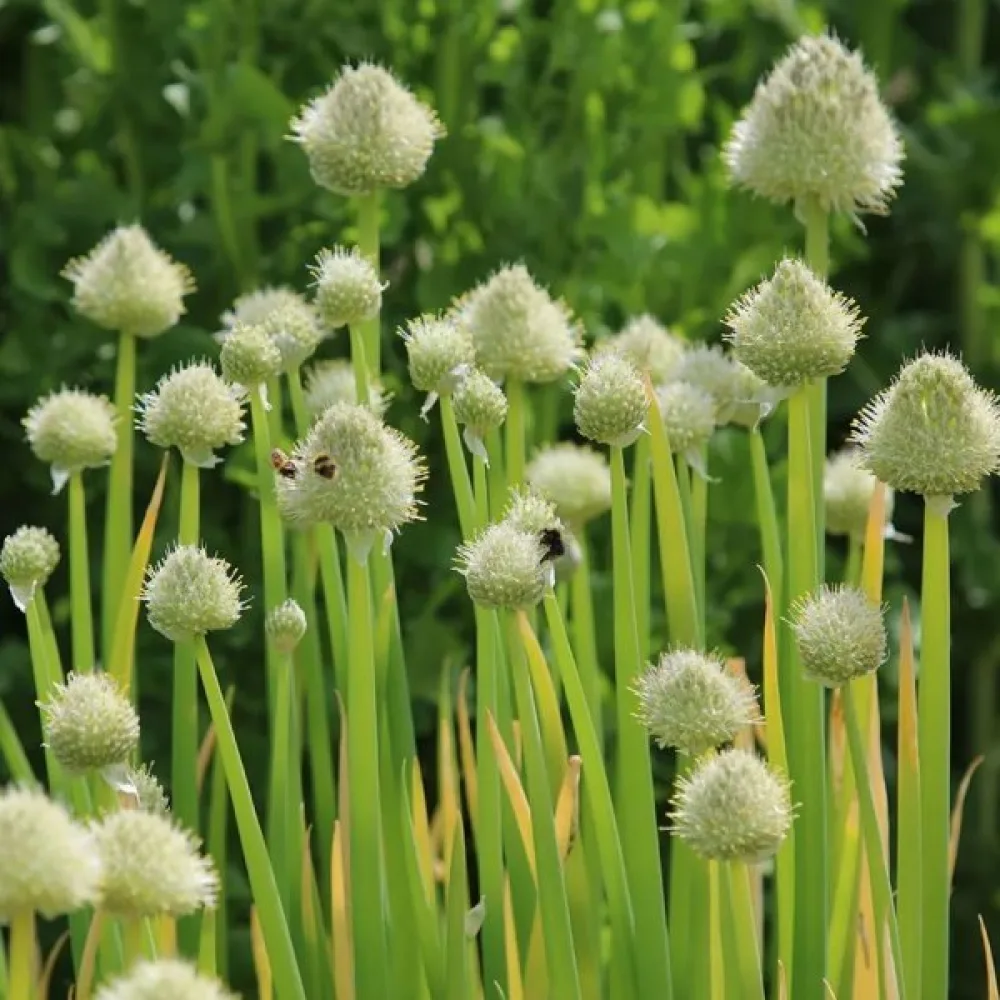 Piplök Allium fistulosum