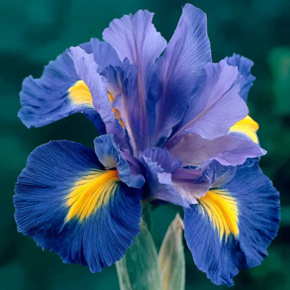 Iris 'Sapphire Beauty'