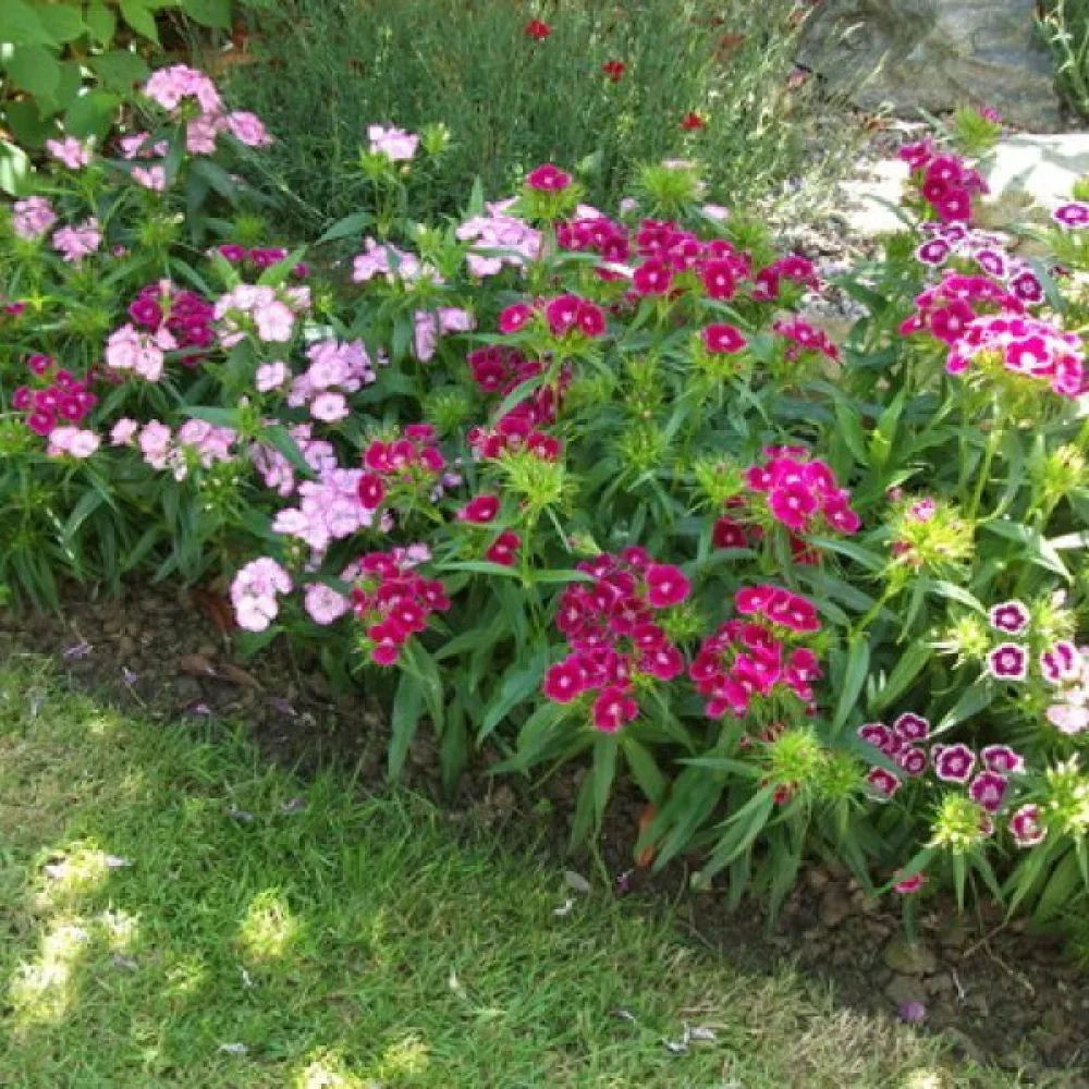 Borstnejlika 'Pinocchio' – mix