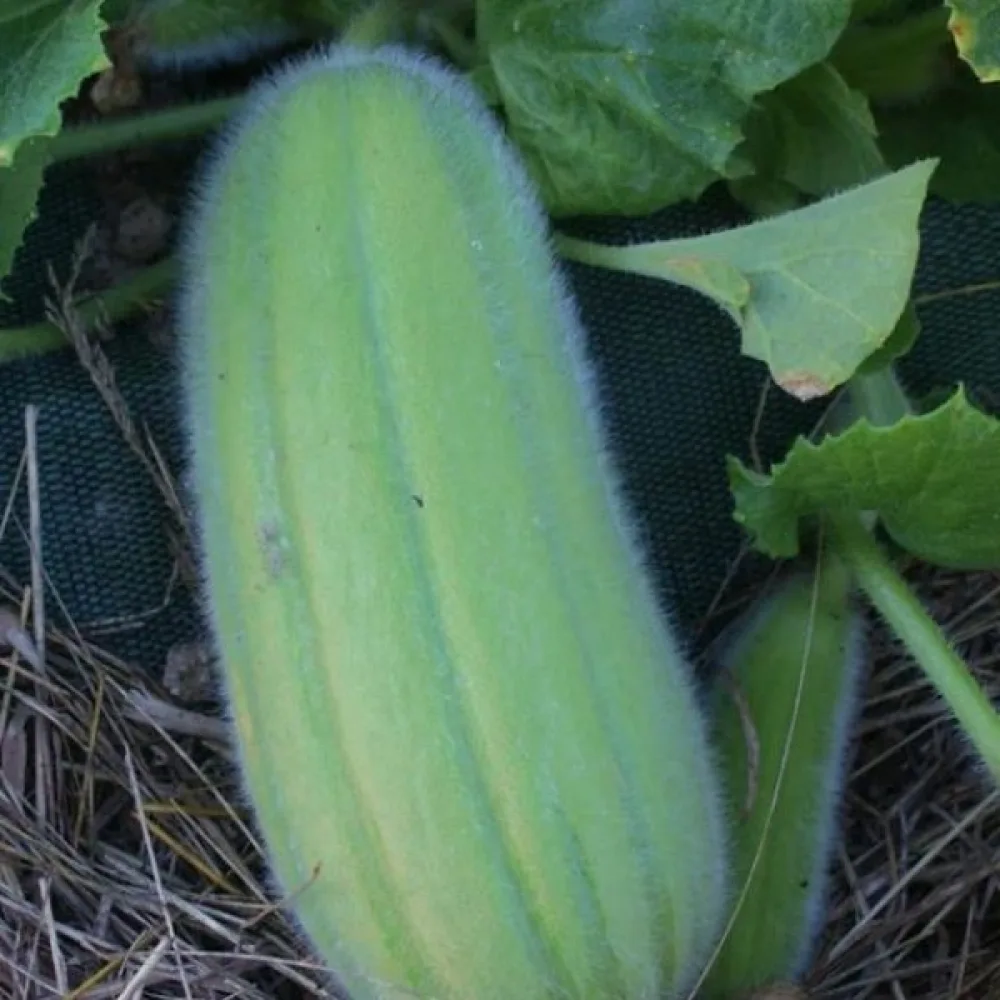 Melongurka 'Carosello Barese'